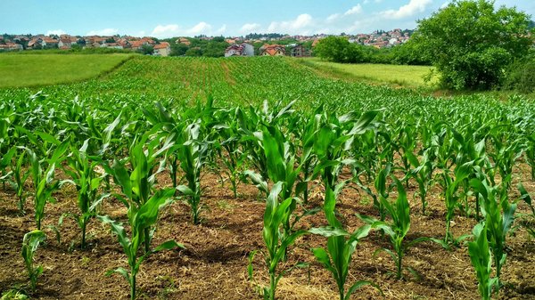Quels programmes pour soutenir la transition vers une agriculture biologique à petite échelle ?